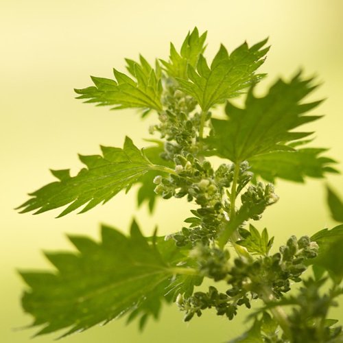 Dr Della Parker_3 Natural Ways To Fight Spring Allergies